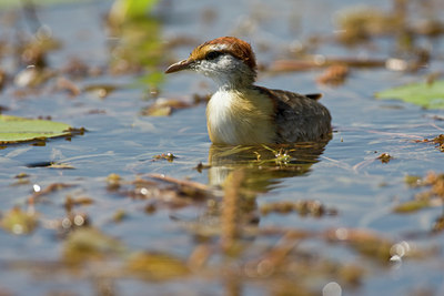 BUITEN BEELD Foto: 84190