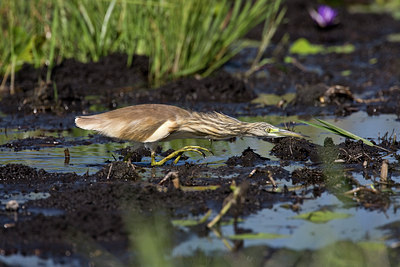 BUITEN BEELD Foto: 84197
