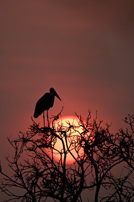 BUITEN BEELD Foto: 84226