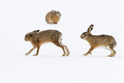 BUITEN BEELD Foto: 84254