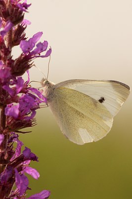 BUITEN BEELD Foto: 84307