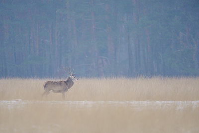 BUITEN BEELD Foto: 84341