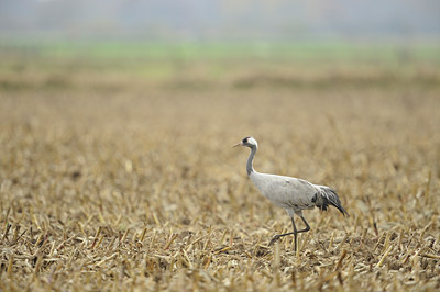 BUITEN BEELD Foto: 84348