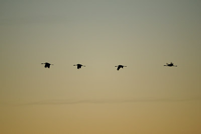 BUITEN BEELD Foto: 84354