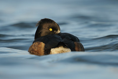 BUITEN BEELD Foto: 84362