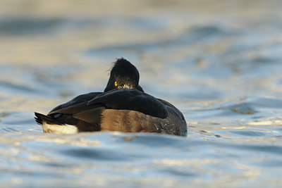 BUITEN BEELD Foto: 84363