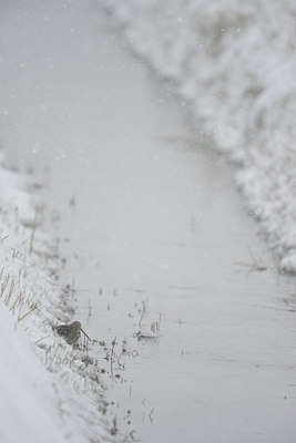 BUITEN BEELD Foto: 84380