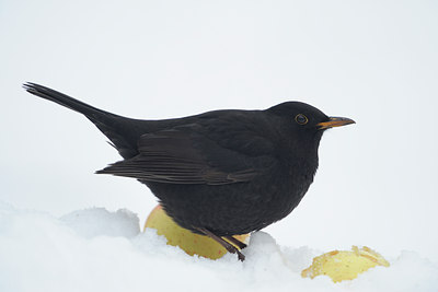 BUITEN BEELD Foto: 84402