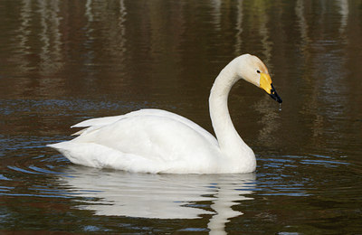 BUITEN BEELD Foto: 84418