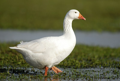 BUITEN BEELD Foto: 84426