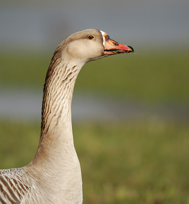 BUITEN BEELD Foto: 84432