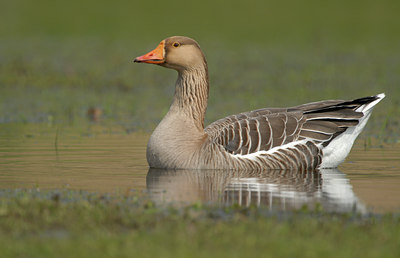 BUITEN BEELD Foto: 84433