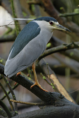 BUITEN BEELD Foto: 84434