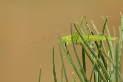 BUITEN BEELD Foto: 84450
