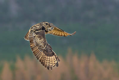 BUITEN BEELD Foto: 84468
