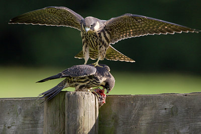 BUITEN BEELD Foto: 84478