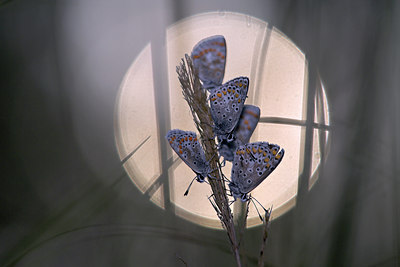 BUITEN BEELD Foto: 84484