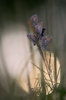 BUITEN BEELD Foto: 84485