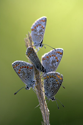 BUITEN BEELD Foto: 84488