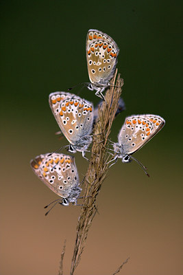 BUITEN BEELD Foto: 84494