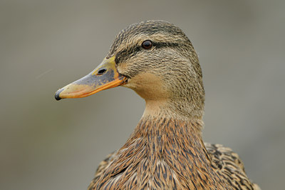 BUITEN BEELD Foto: 84514