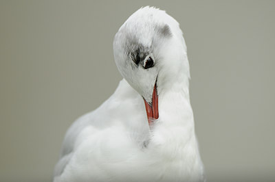 BUITEN BEELD Foto: 84524