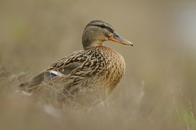 BUITEN BEELD Foto: 84526