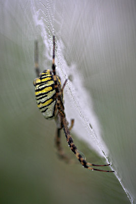 BUITEN BEELD Foto: 84529