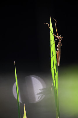 BUITEN BEELD Foto: 84534