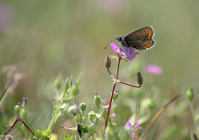 BUITEN BEELD Foto: 84538