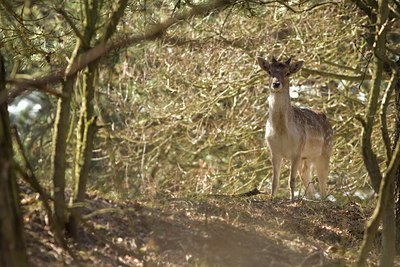 BUITEN BEELD Foto: 84549