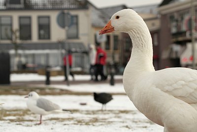 BUITEN BEELD Foto: 84584