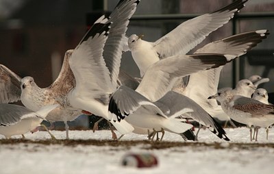 BUITEN BEELD Foto: 84586