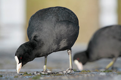 BUITEN BEELD Foto: 84590