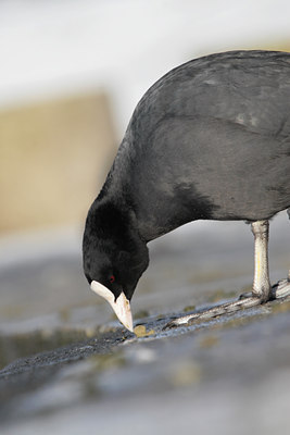 BUITEN BEELD Foto: 84591