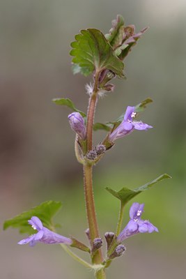 BUITEN BEELD Foto: 84604