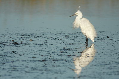 BUITEN BEELD Foto: 84612