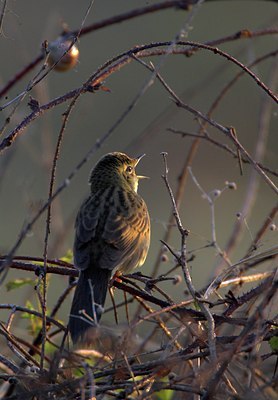 BUITEN BEELD Foto: 84624