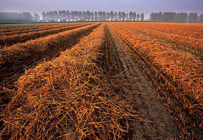 BUITEN BEELD Foto: 84626
