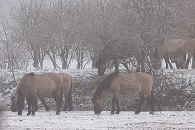 BUITEN BEELD Foto: 84645