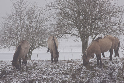 BUITEN BEELD Foto: 84650