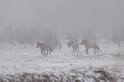 BUITEN BEELD Foto: 84653