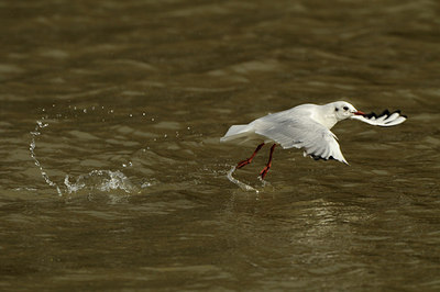 BUITEN BEELD Foto: 84680