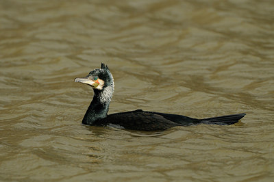 BUITEN BEELD Foto: 84685