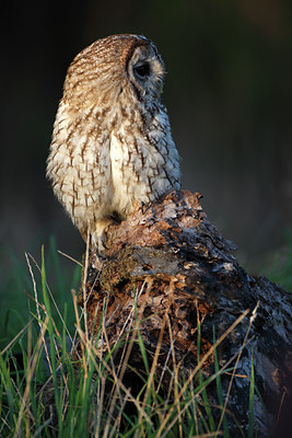 BUITEN BEELD Foto: 84706