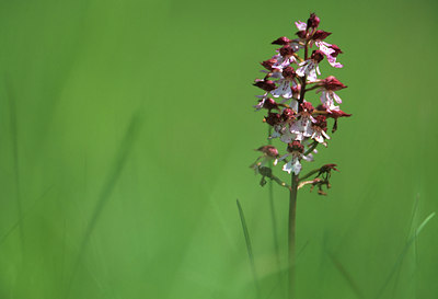 BUITEN BEELD Foto: 84714