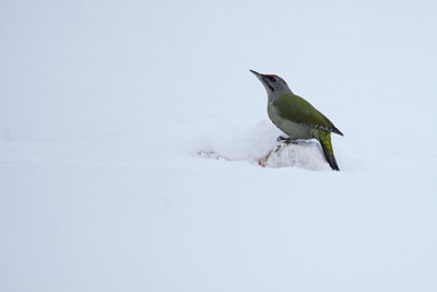 BUITEN BEELD Foto: 84720