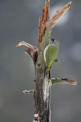 BUITEN BEELD Foto: 84757