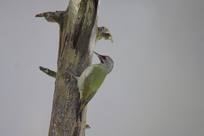 BUITEN BEELD Foto: 84760