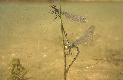 BUITEN BEELD Foto: 84777